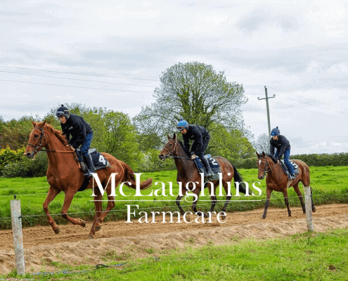 Top Tips for Keeping Racehorses Healthy James Dullea