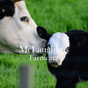 Calf Management milk replacement