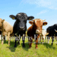 Resistance blog post cows cattle sheep