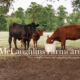 minerals sweet tooth pre calver