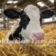 todays heifer calf tomorrows lactating cow