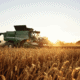 harvest blog ready for harvest