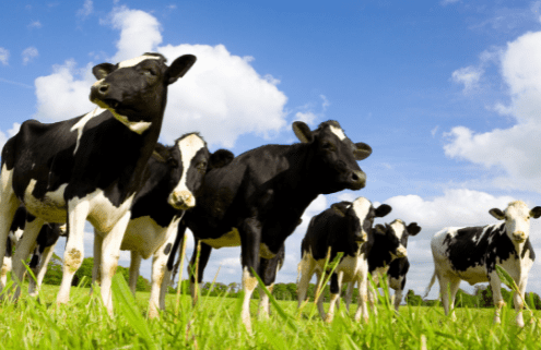 liver fluke blog