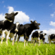 liver fluke blog