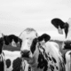 paratuberculosis johnes disease blog advice