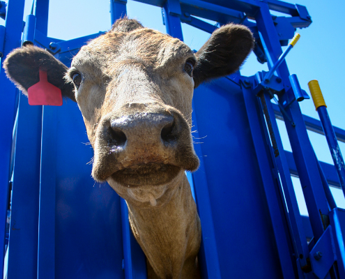New Veterinary Prescribing Rules Delayed Until December