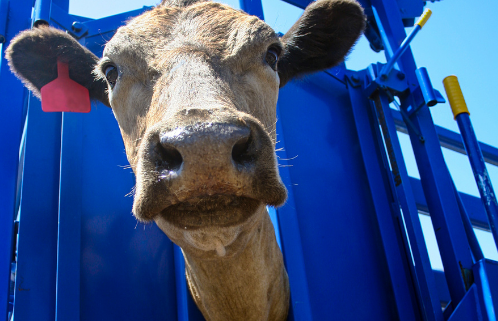 New Veterinary Prescribing Rules Delayed Until December