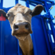 New Veterinary Prescribing Rules Delayed Until December