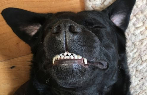 5 Facts about Dog’s Teeth