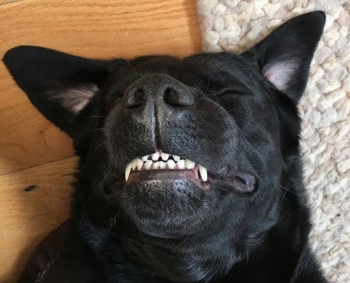5 Facts about Dog’s Teeth
