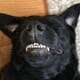 5 Facts about Dog’s Teeth