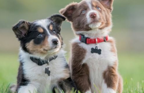 New Puppy Top 10 Tips!