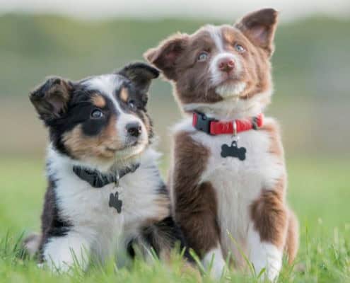 New Puppy Top 10 Tips!