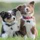New Puppy Top 10 Tips!