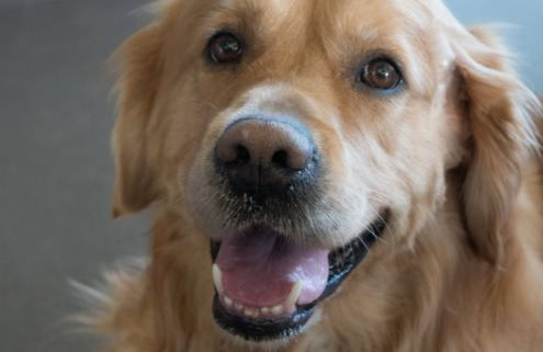 Signs of Poor Dental Hygiene in Dogs