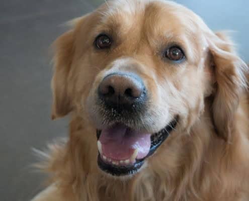 Signs of Poor Dental Hygiene in Dogs