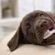 How to Clean a Dog’s Teeth