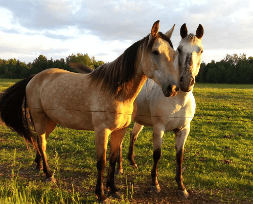 top tips horse worming