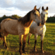 top tips horse worming