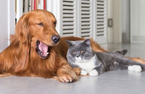 How do pets get fleas
