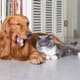 How do pets get fleas