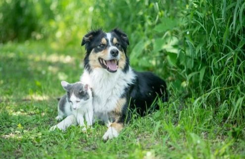 Symptoms of Fleas