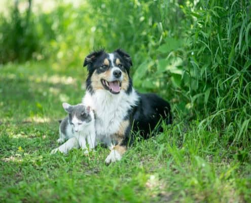 Symptoms of Fleas