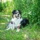 Symptoms of Fleas