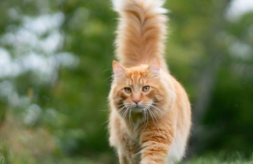 How To Get Rid Of Fleas