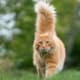 How To Get Rid Of Fleas