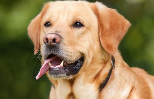 Why is it Important to Remove Fleas