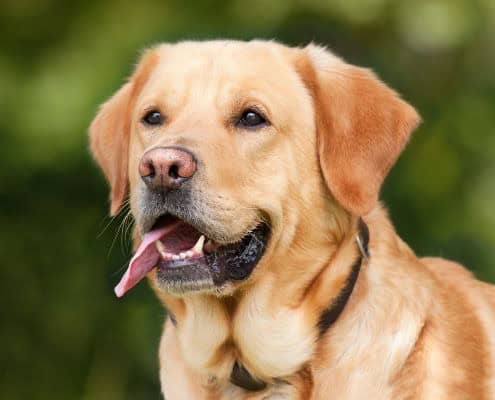 Why is it Important to Remove Fleas
