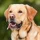 Why is it Important to Remove Fleas