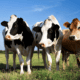 lungworm blog prevent treat