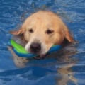 Chuck it Amphibious Boomerang Toy