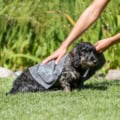 Dog being rubbed dry with grey trixie towel